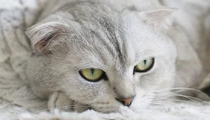 信查查SSL证书是真的吗