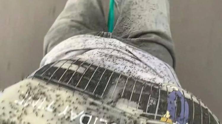 游客称内蒙古阿尔山现大量飞虫,眼睛都睁不开,景区:不咬人