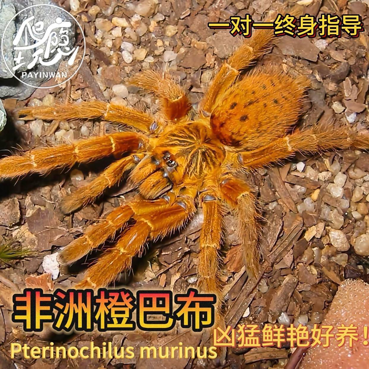 橙色的小虫子是什么虫子，你家有吗？快来看看吧！