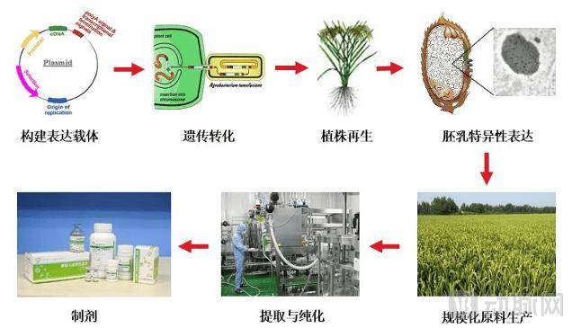 “稻米造血”公司IPO开盘大涨200%，真能替代抽人血吗？