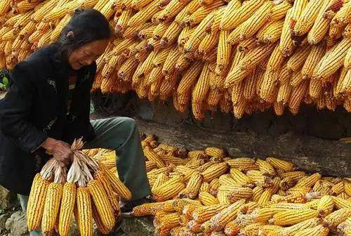 粮价或要大变天？国际粮价大涨后国内会跟着涨吗？现在终于有了答案